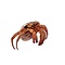 Hermit crab (L)