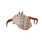 Hermit crab (L)