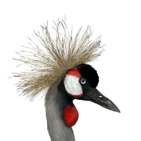 Opgezette grijze kroonkraanvogel