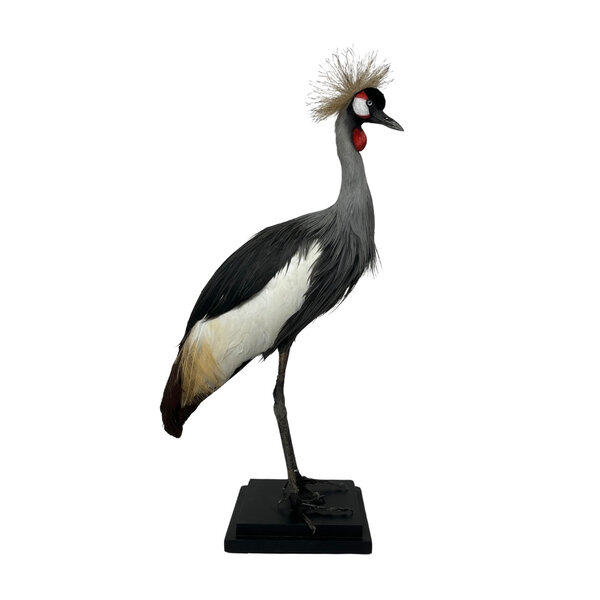 Mounted grey crowned crane