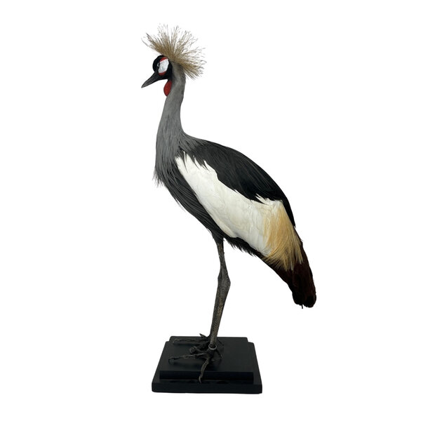 Mounted grey crowned crane