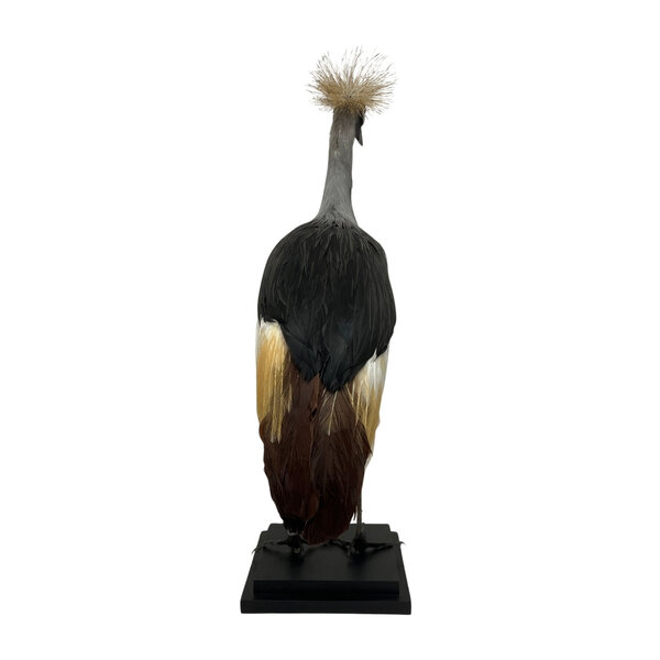 Mounted grey crowned crane