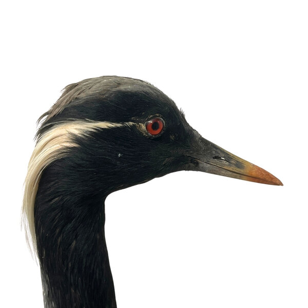Mounted demoiselle crane