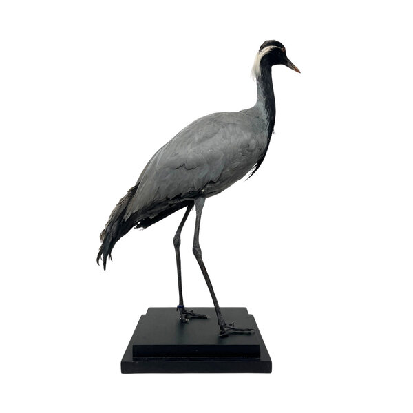 Ausgestopfter Jungfernkranich