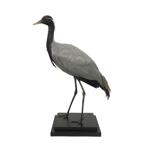 Mounted demoiselle crane