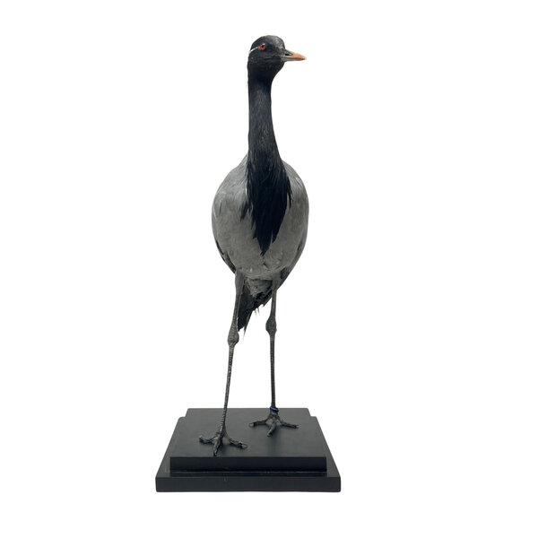 Mounted demoiselle crane