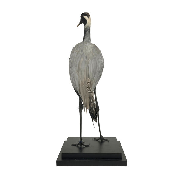 Ausgestopfter Jungfernkranich