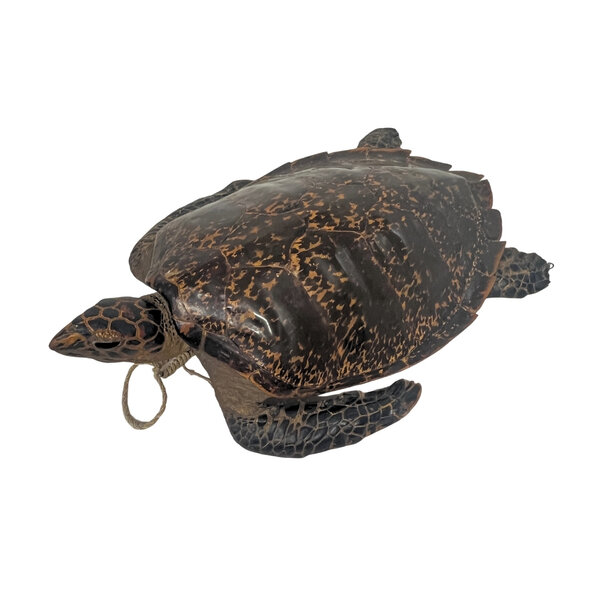 Antique mounted Hawksbill turtle