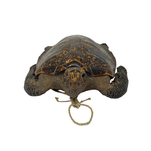 Antieke opgezette Karetschildpad