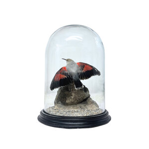 Mounted Wallcreeper in glass dome