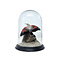 Mounted Wallcreeper in glass dome