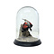 Mounted Wallcreeper in glass dome