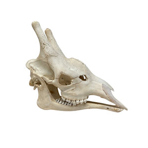 Schedel Giraffe