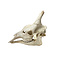 Schedel Giraffe