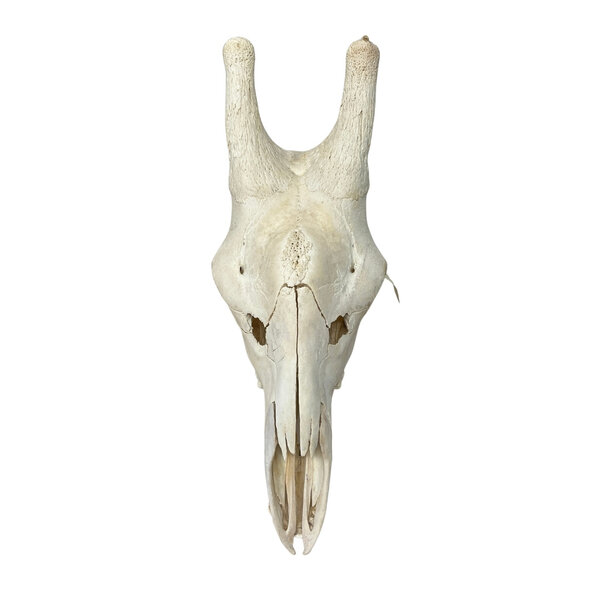 Giraffe Skull