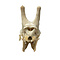 Schedel Giraffe