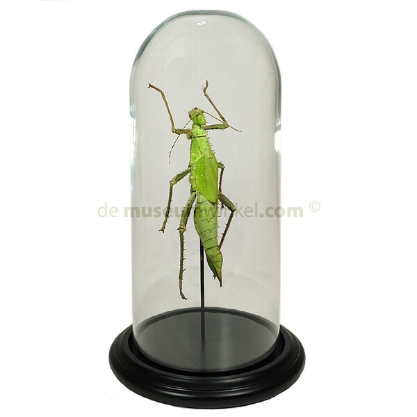 Heteropteryx dilatata in een stolp