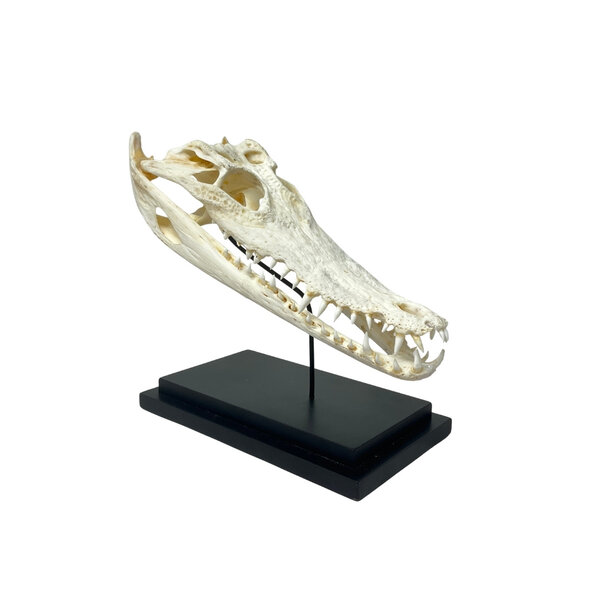 Crocodile skull on standard