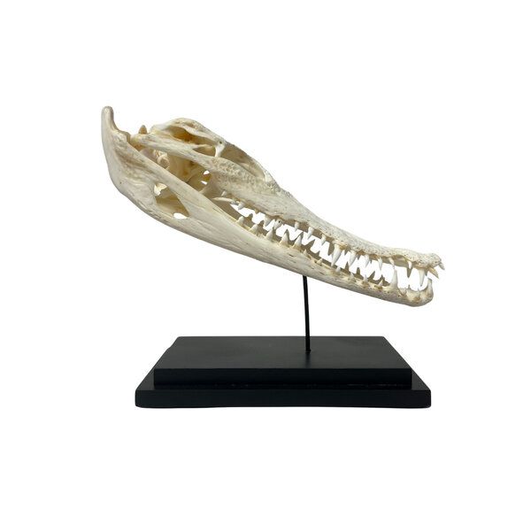 Crocodile skull on standard