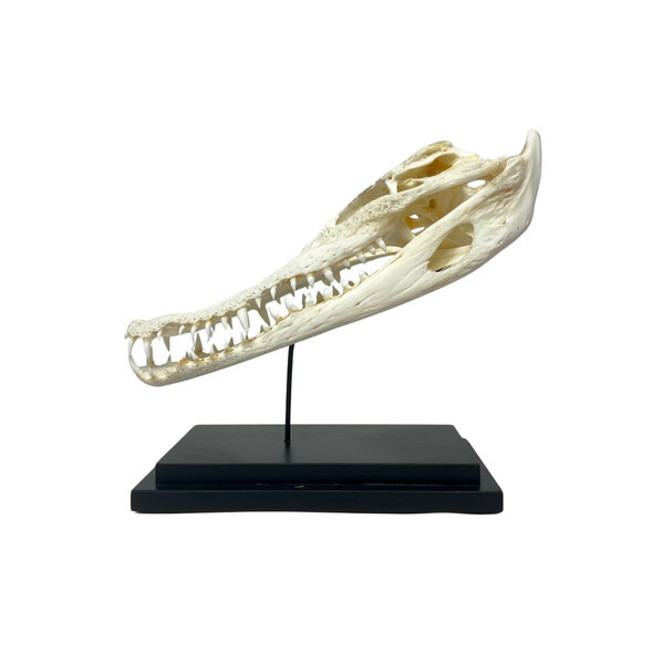 Crocodile skull on standard
