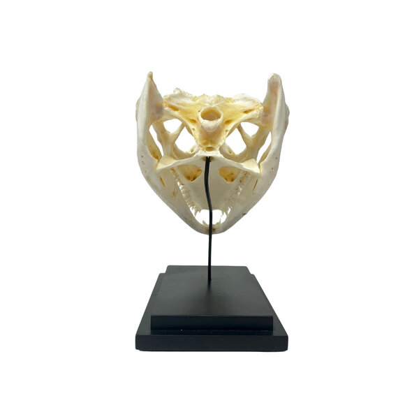 Krokodillenschedel op standaard