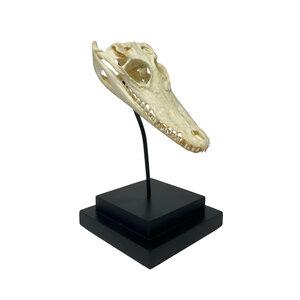 Crocodile skull on standard (small)