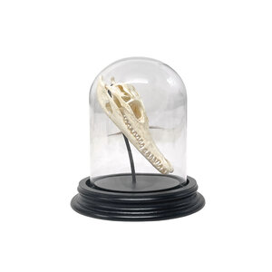 Crocodile skull in glass dome
