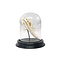 Crocodile skull in glass dome