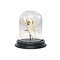 Crocodile skull in glass dome