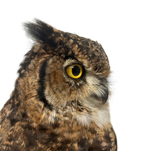 Mounted african eagle owl