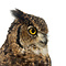 Mounted african eagle owl