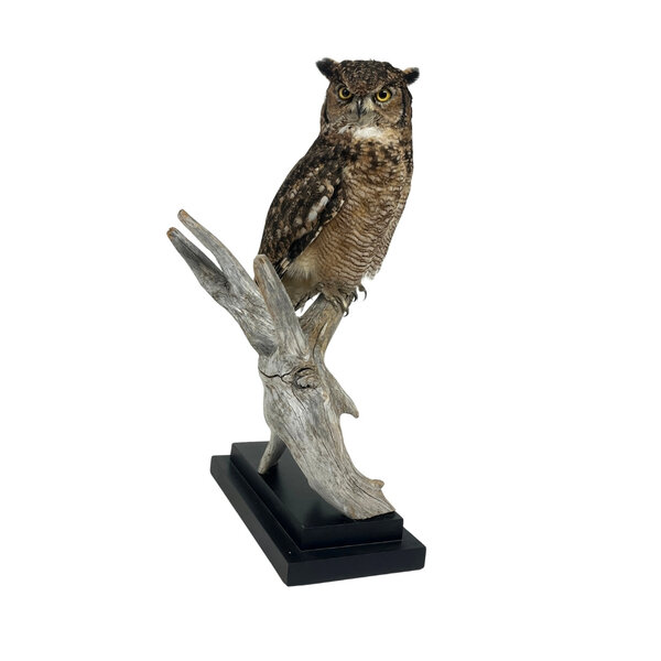 Great horned owl