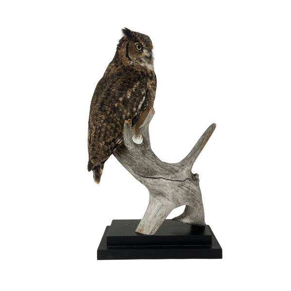 Great horned owl