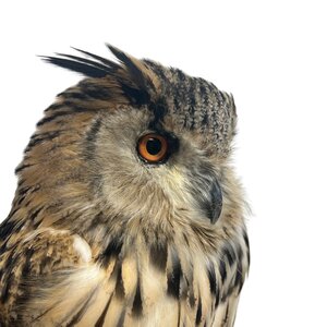 Mounted eagle owl - Owl Taxidermy