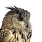 Mounted eagle owl - Owl Taxidermy
