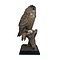 Mounted eagle owl - Owl Taxidermy