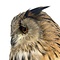 Mounted eagle owl - Owl Taxidermy
