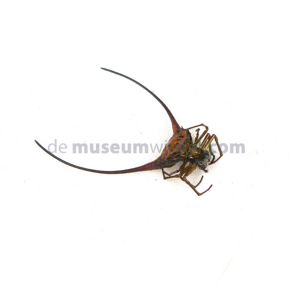 Macracantha arcuata - curved spiny spider