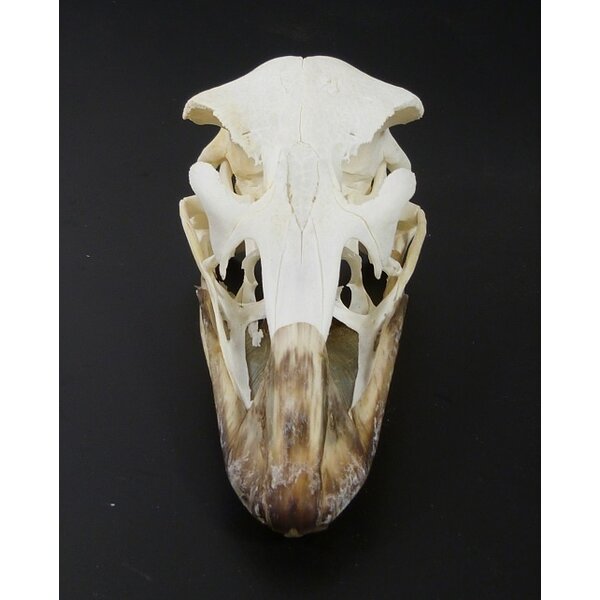 Skull Ostrich