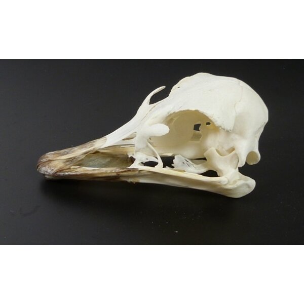 Skull Ostrich