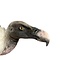 Mounted  Rüppell's vulture