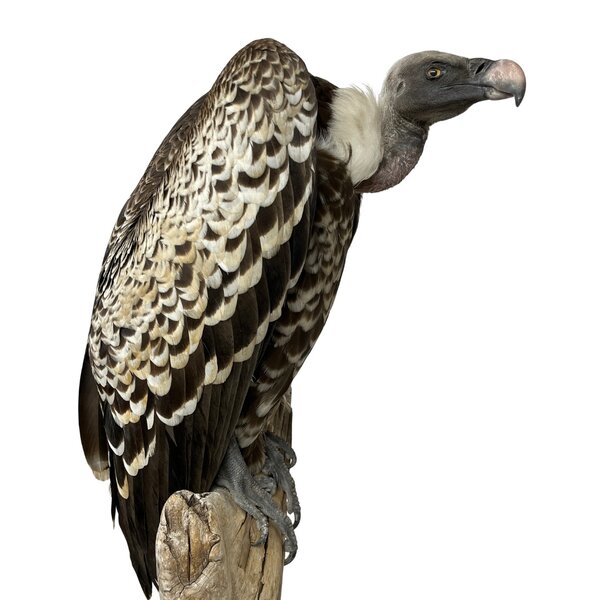 Mounted  Rüppell's vulture
