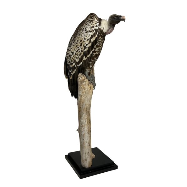 Mounted  Rüppell's vulture