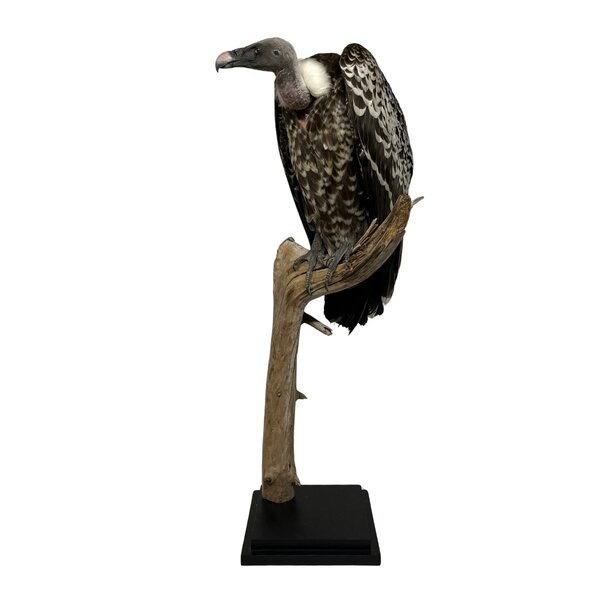 Mounted  Rüppell's vulture