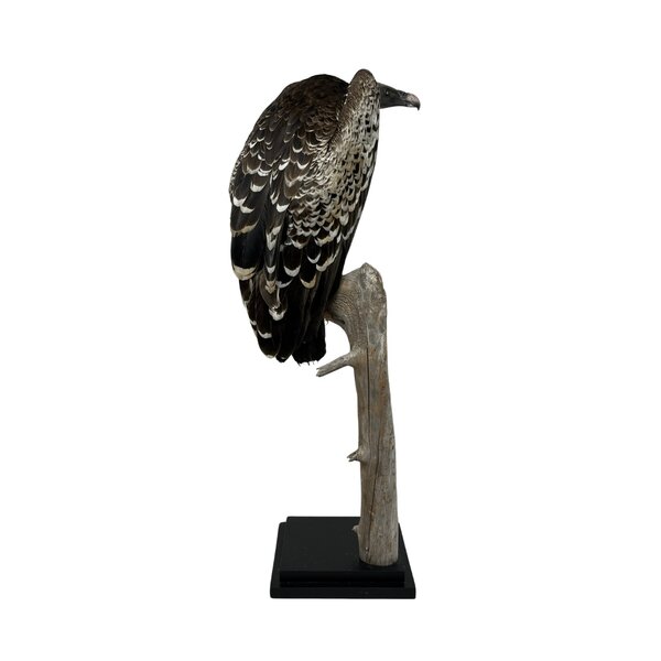 Mounted  Rüppell's vulture