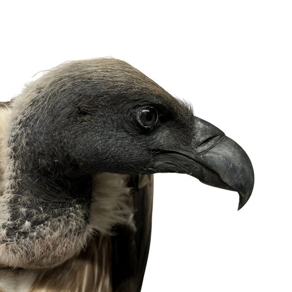 Mounted White-backed vulture