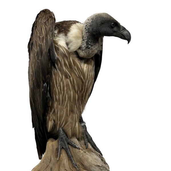 Mounted White-backed vulture