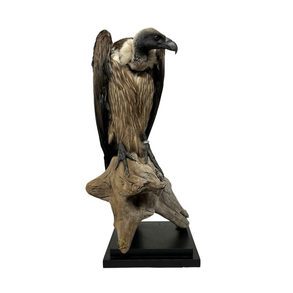 Mounted White-backed vulture