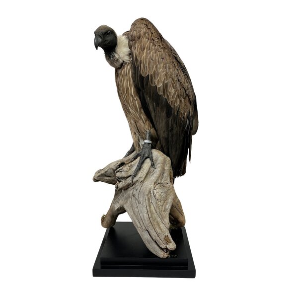 Mounted White-backed vulture