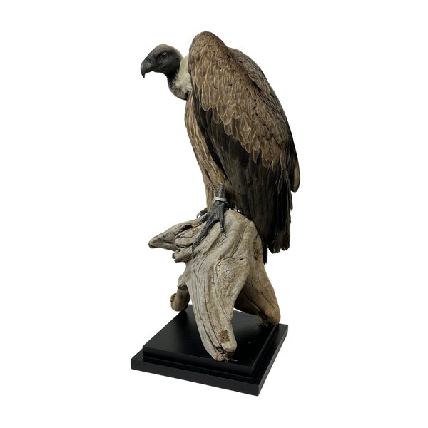 Mounted White-backed vulture